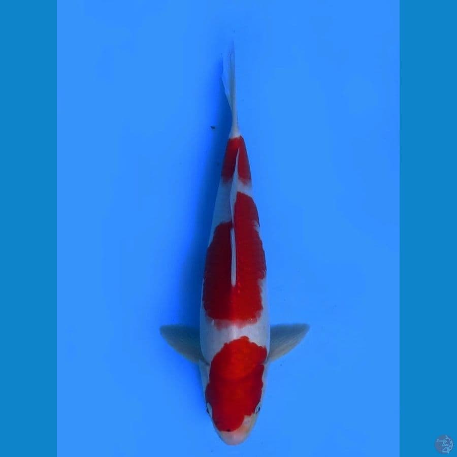 red kohaku 37cm 