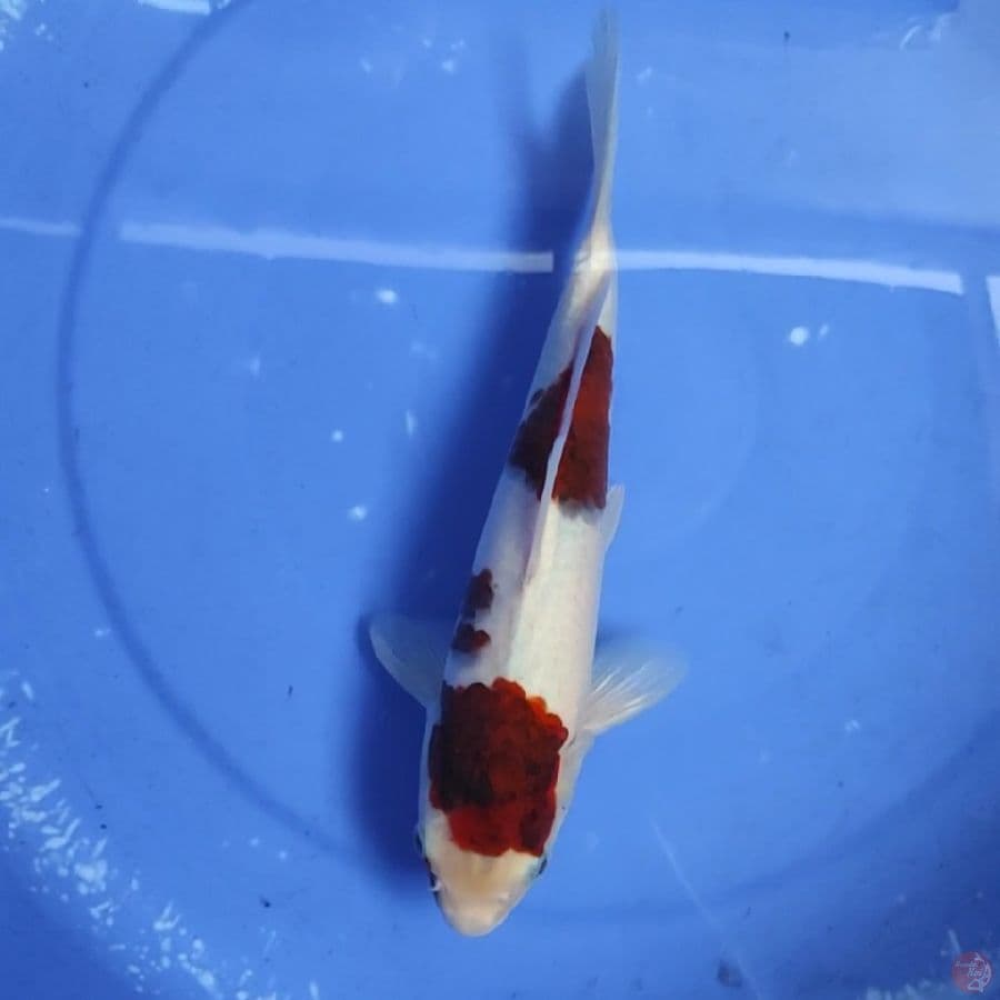 sumi 27cm