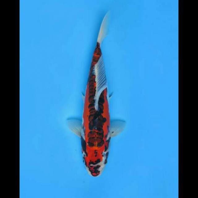 38cm - Beni Kikoryu Antik