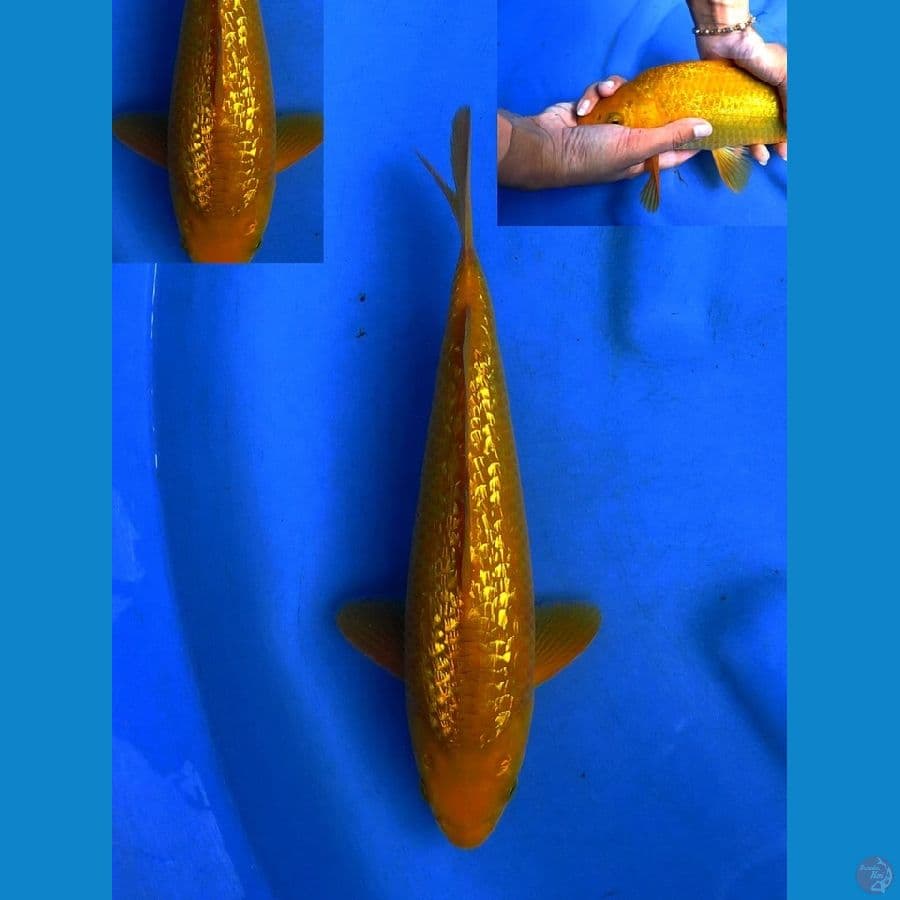 karamel Sq 29 cm