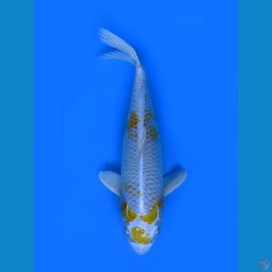 Hariwake 37cm