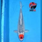 Tancho Goshiki 40cm