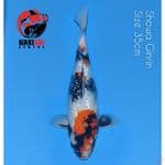 Showa Ginrin 35cm