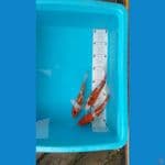 original gindrin 20bu-22cm