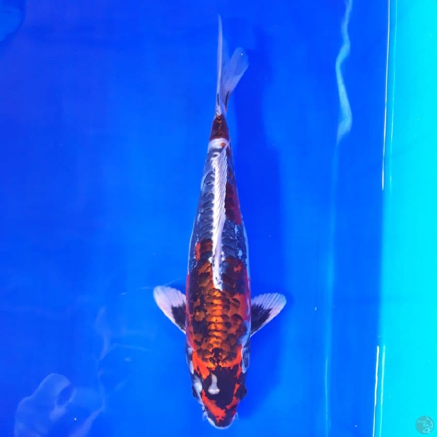 Beni Kikokuryu 32cm