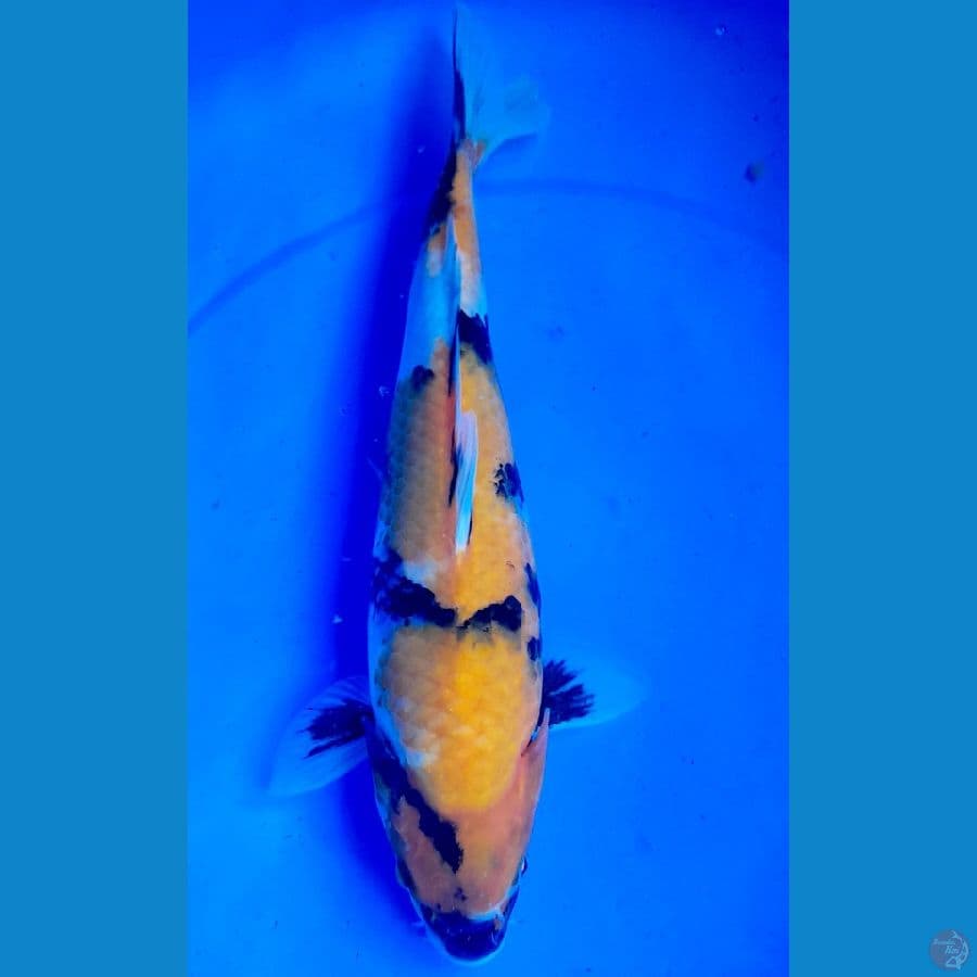 ki showa 28cm