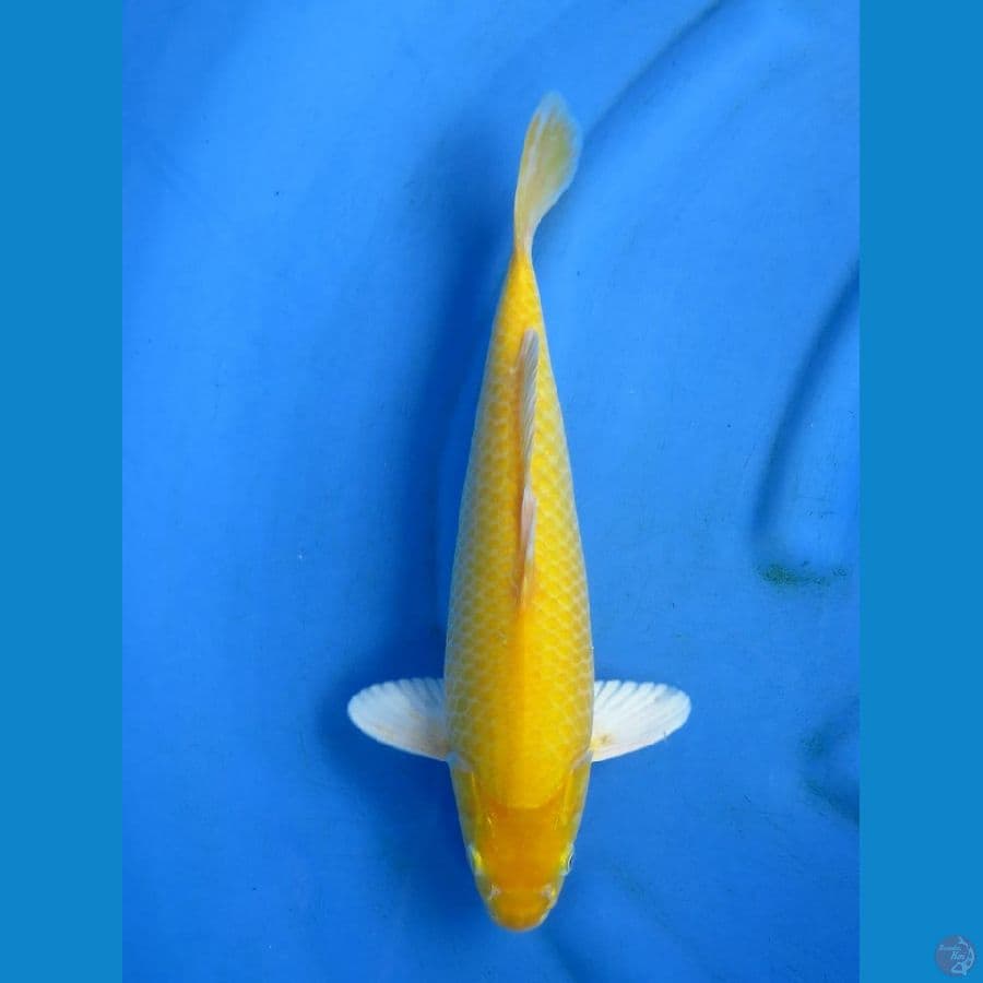 Lemon Karashi