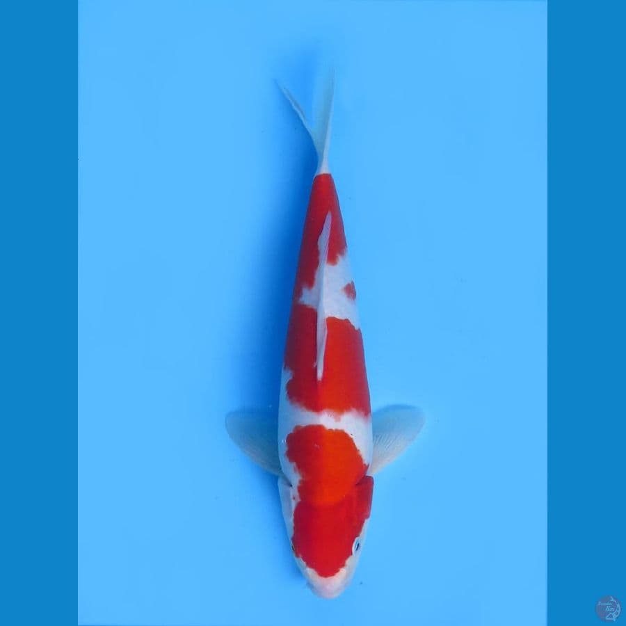 Red Kohaku