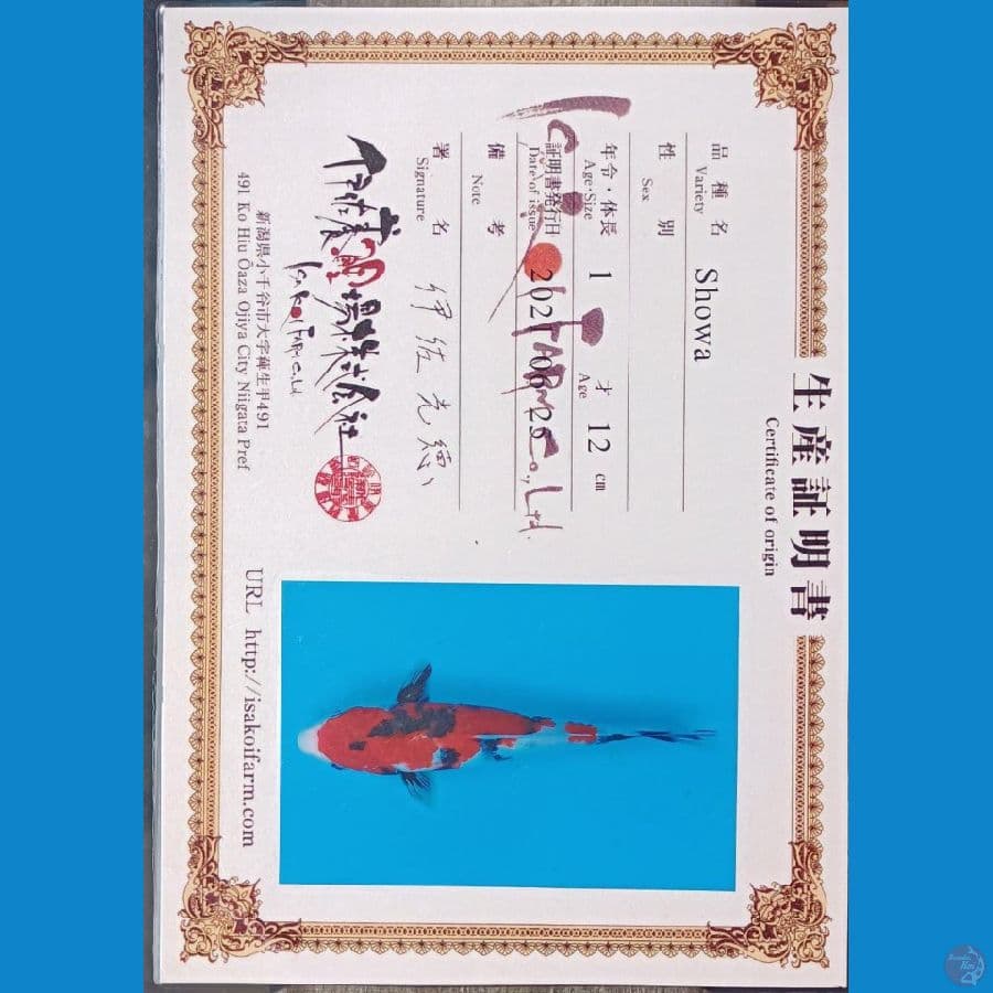 Showa Serti Isa Farm 29cm