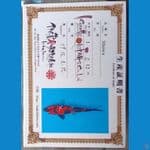Showa Serti Isa Farm 28cm