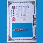 Kohaku Doitsu Serti Sinoda 37cm