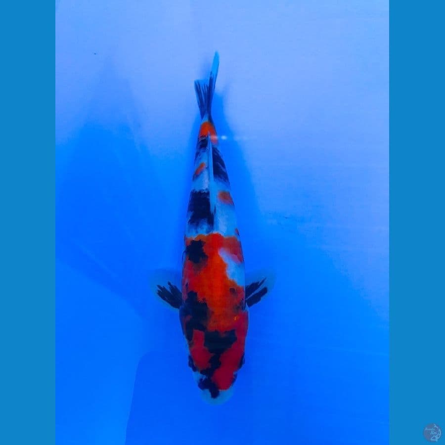 showa 22cm