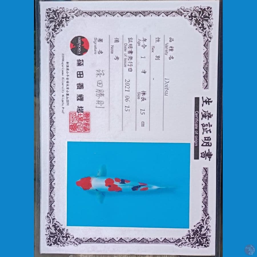 Sanke Doitsu Serti Sinoda 34cm