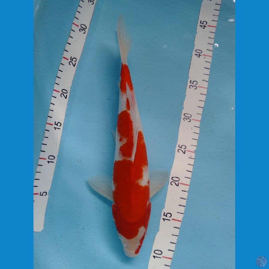 Kohaku Merah strong original