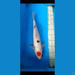 tanco sanke tategoi.... 39cm.../M