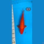 benigoi plussss.... 38cm