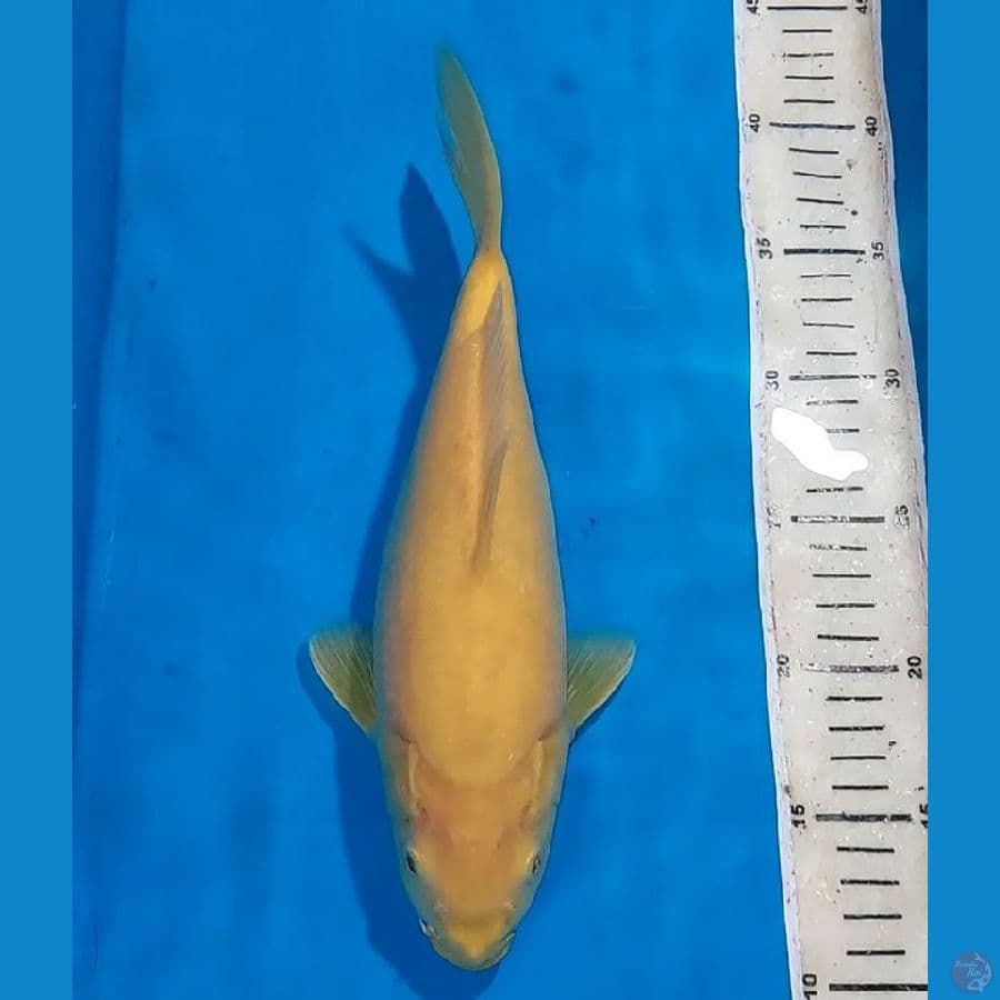 KARASHI MATA MERAH PUNUK UNTA 28 CM