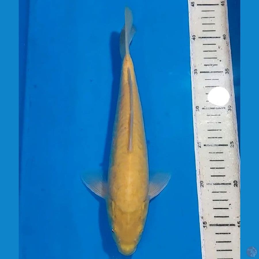 SISIK NAGA KARASHI MATA MERAH 30 CM