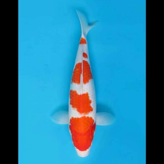 38cm - F1 Kohaku Body Jumbo