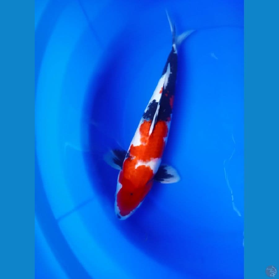 showa strong 39cm
