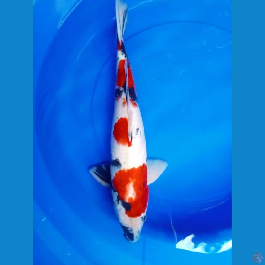 showa HQ halus 46cm