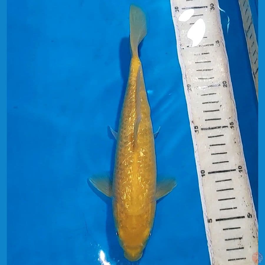 KARASHI MATA MERAH GINDRIN 26 CM
