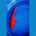 Benigoi Doit Super Red 35 Cm