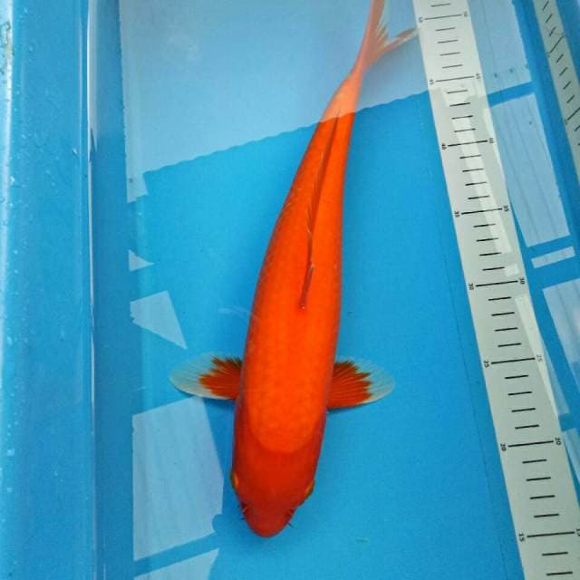 Widodo_Manchunian (Aka hajiro 36 cm)