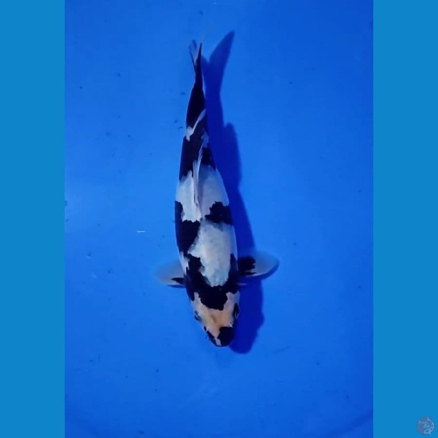 Shiro Sq 22 Cm Male