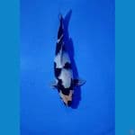 Shiro Sq 22 Cm Male