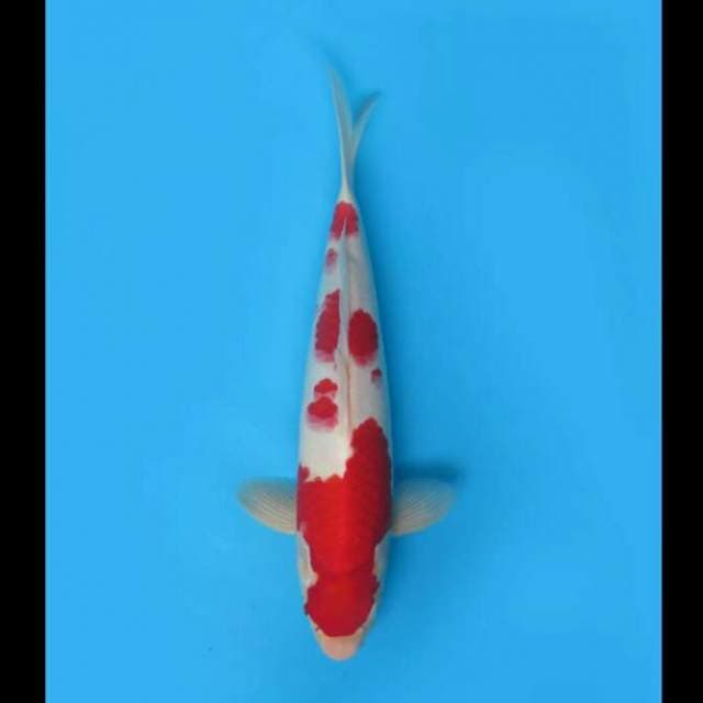 33cm - Super Red Kohaku