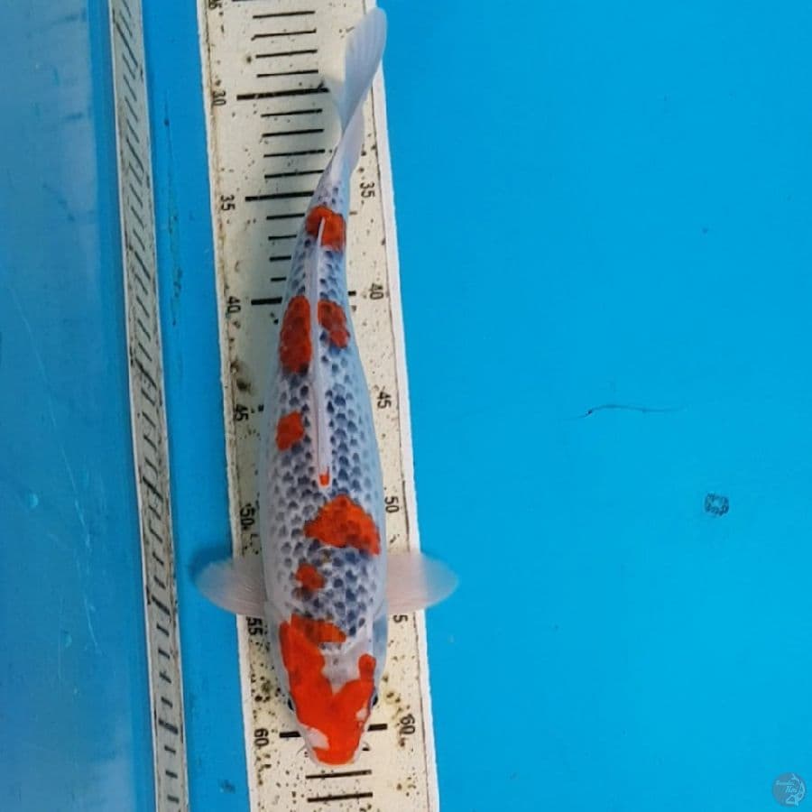 GOSHIKI SAKURA 33 cm