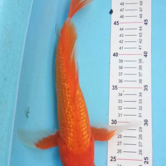 Kumpai Aka Hajiro Gindrin 32 cm