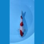 SHOWA 28 cm male
