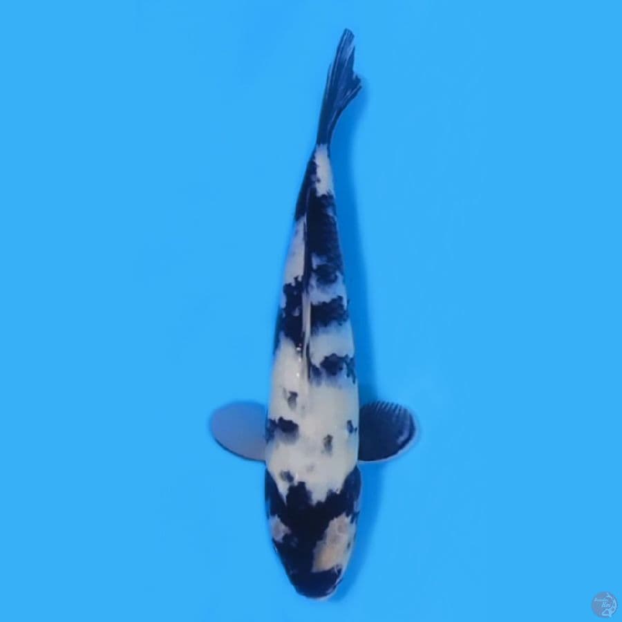 SHIRO 27cm FEEMALE