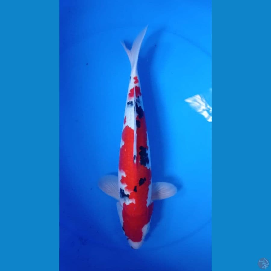 sq sanke jantan 40cm