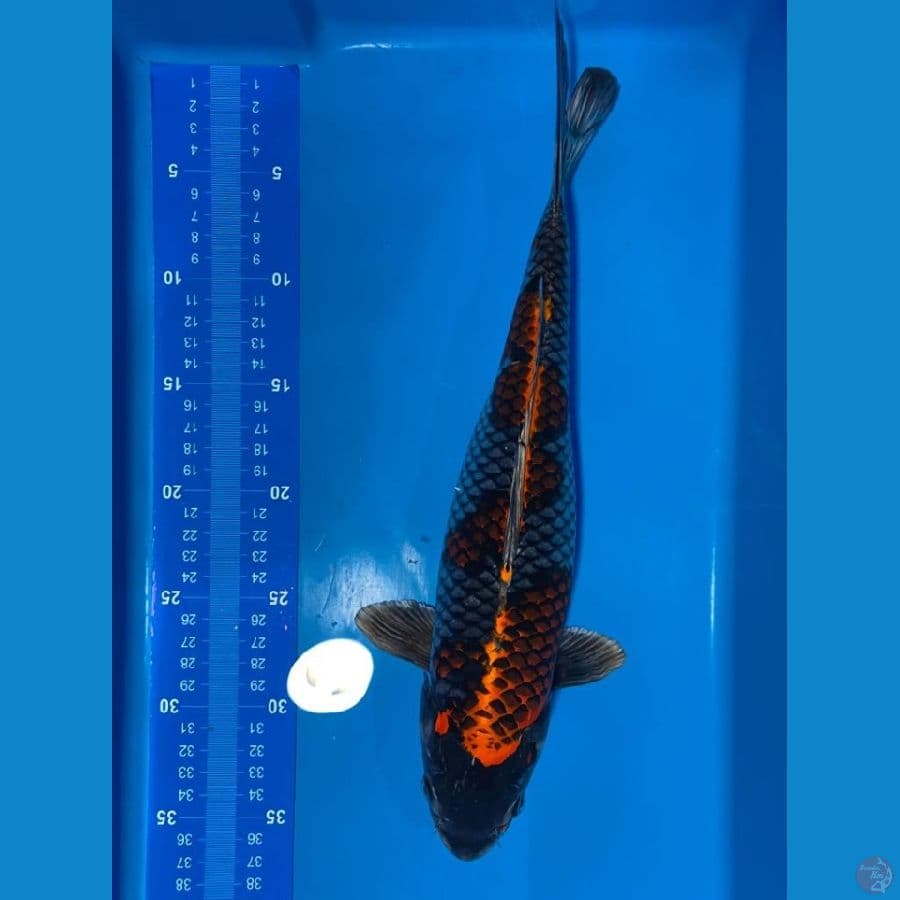 BENI GINGGA 37 FEMALE