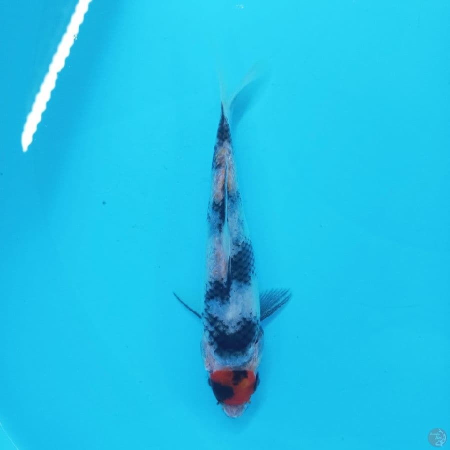 *TANCHO SHOWA//16CM*