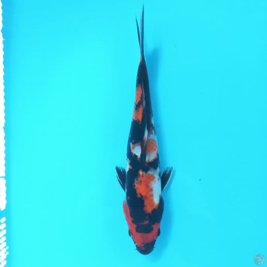 *SHOWA//23 CM*