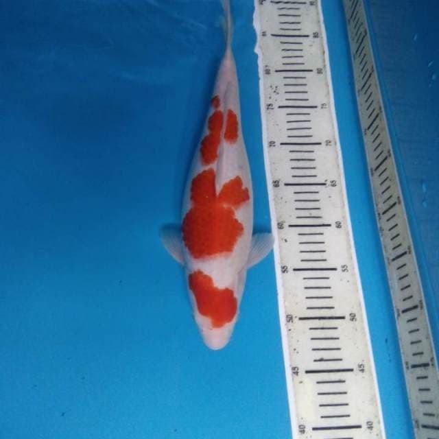 Kohaku 37 cm