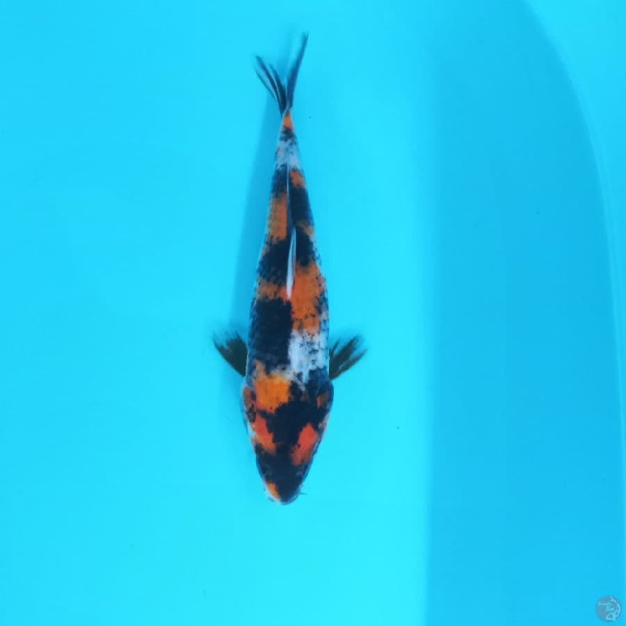 *SHOWA//20 CM*