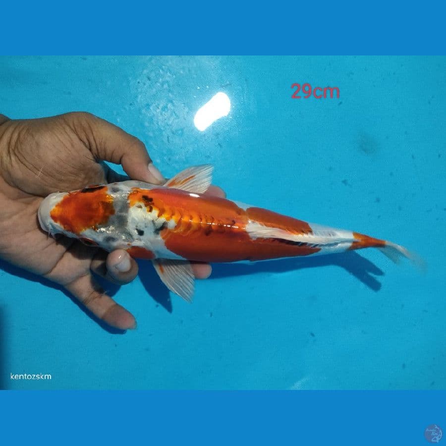 kiko 29cm