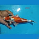 kiko 29cm