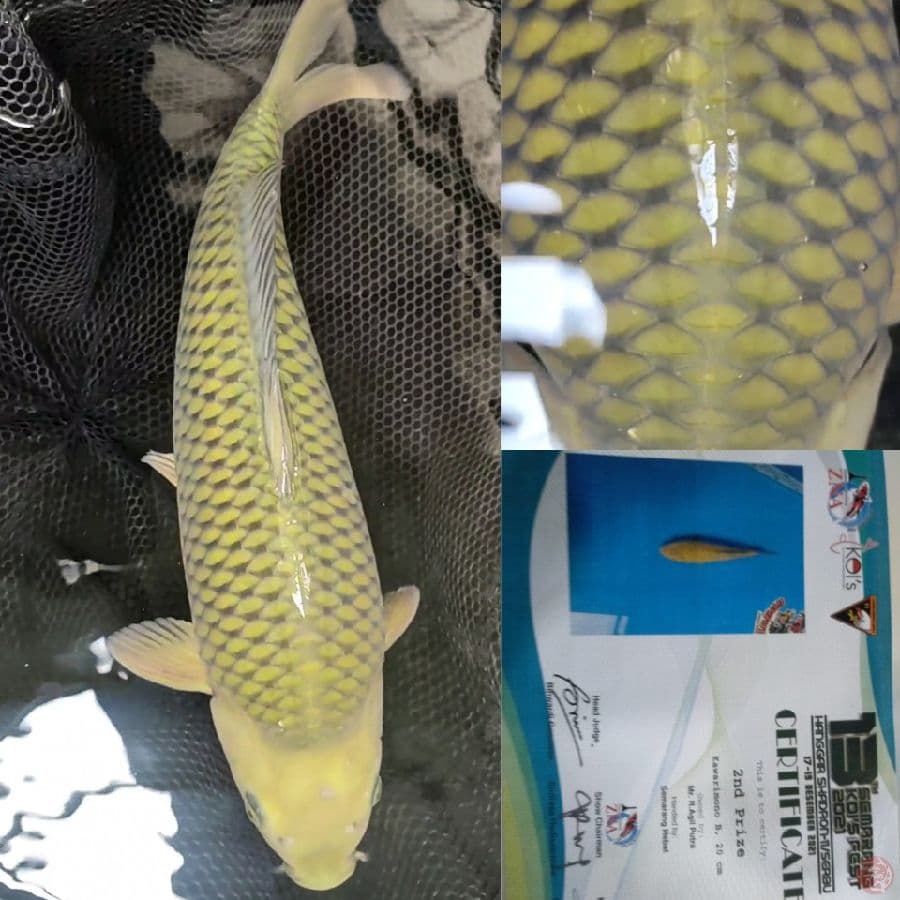 midorigoi 37cm