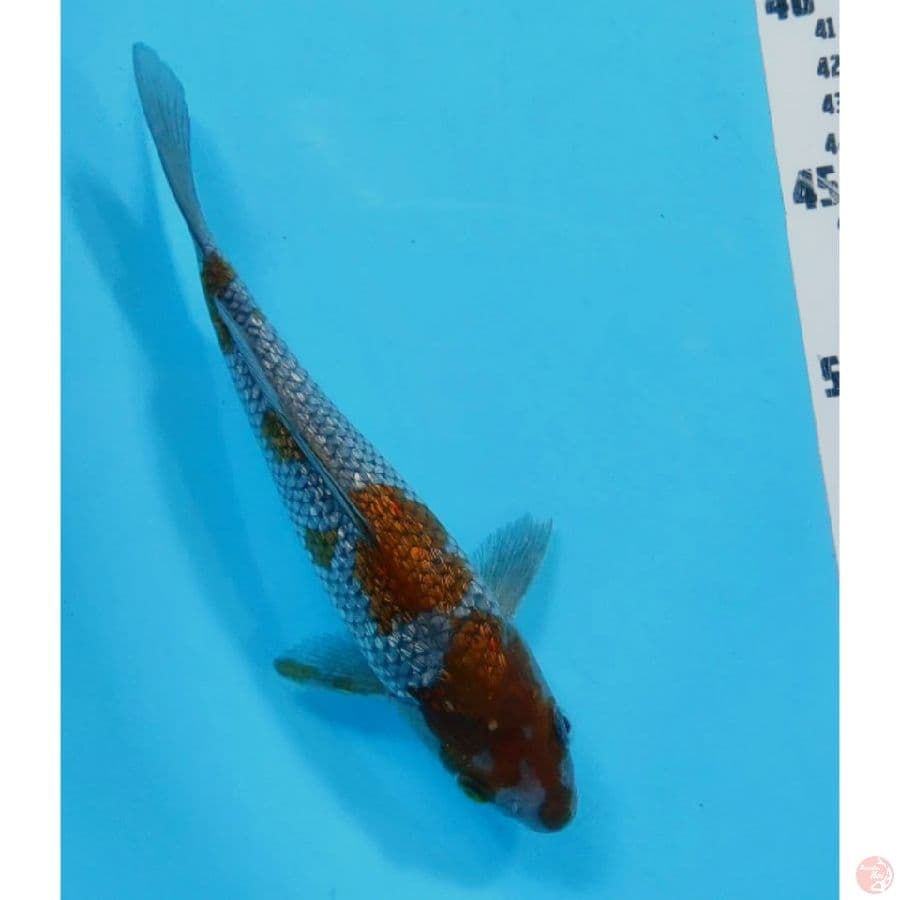 02. OCHIBA GINRIN 23cm