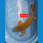 Chagoi /Midori Ginrin Jantan 62cm