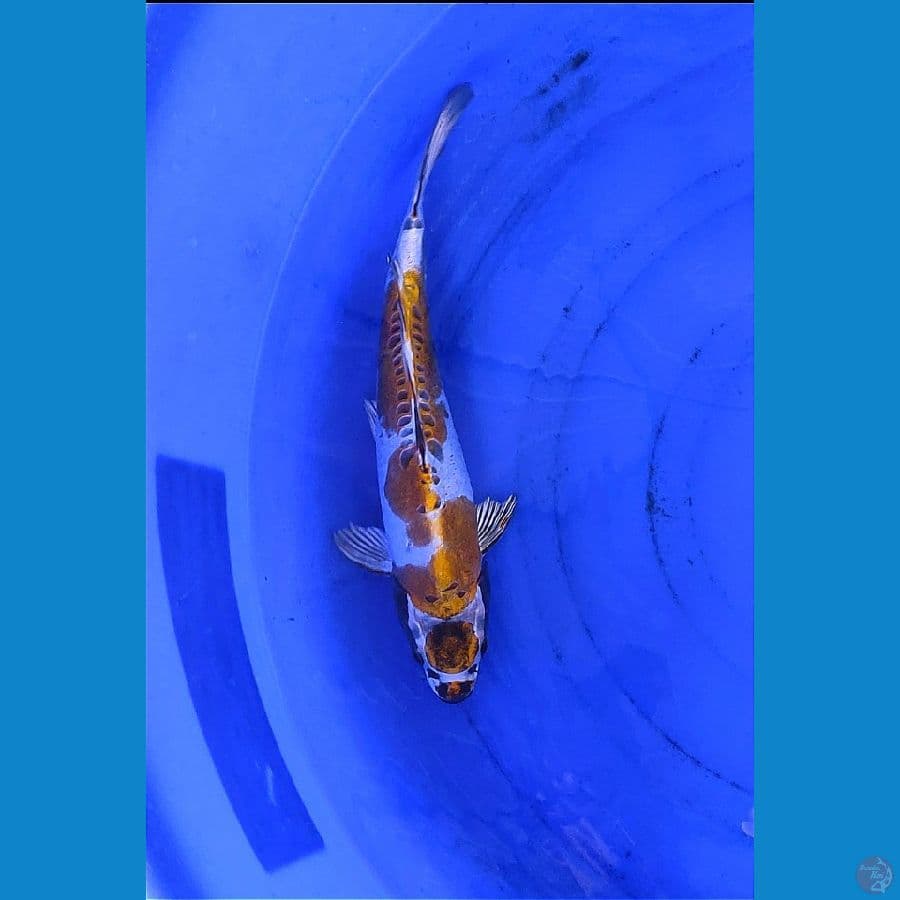 Maruten Kin kikko 35cm Male