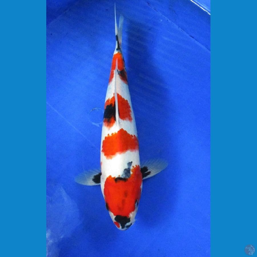 showa ±34cm