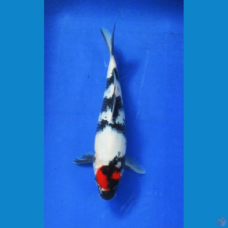 tancho showa ±30cm