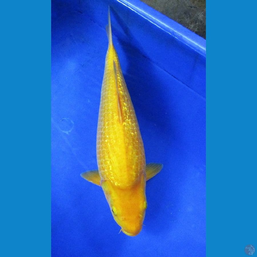 karashi ginrin ±38cm
